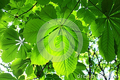 Horse chestnut leaves background Stock Photo