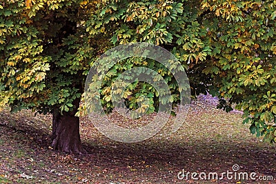 Horse Chestnut Tree Stock Photo