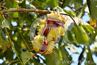 Horse chestnut tree Stock Photo