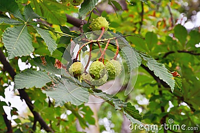 Horse chestnut tree branch with conkers. Stock Photo