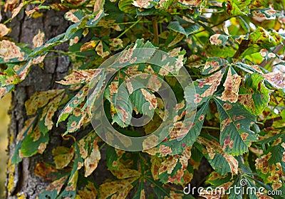 Horse chestnut tree leaf plant disease gracillariidae larva Stock Photo