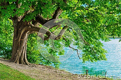 Horse chestnut tree on shore of Lake Bled Stock Photo