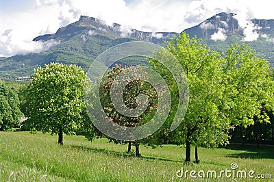 Horse chestnut-trees Stock Photo