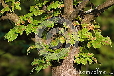 Horse chestnut vermin insect desease. Stock Photo