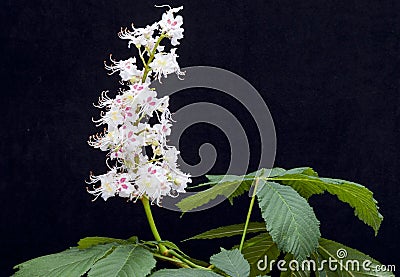 Horse-chestnut (Aesculus hippocastanum, Conker tree) flowers and Stock Photo