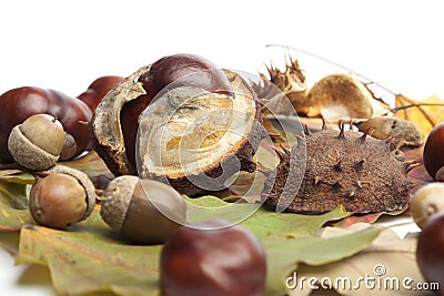Horse chestnuts, conkers, acorn, autumn leaves Stock Photo