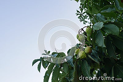 Horse chestnuts / conkers hanging from tree with copy space on left Stock Photo