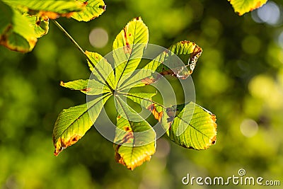 Horse-chestnuts leaf on tree branch i Stock Photo