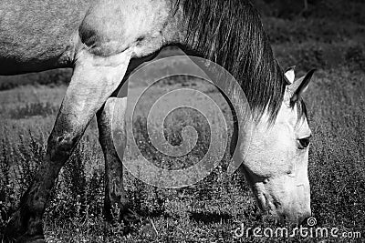 Horse Chewing On Grass Black And White Stock Photo