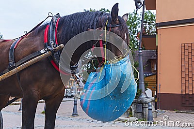 Horse chewing hay from a bag hung on it Stock Photo