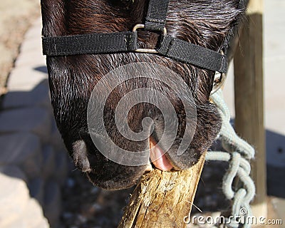 A horse chewing wood. Stock Photo