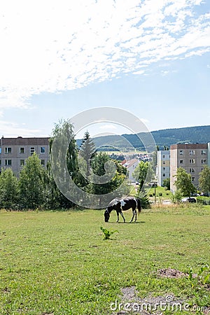 A Horse in the City of Friedrichroda Editorial Stock Photo