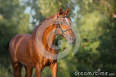 Horse close up Stock Photo