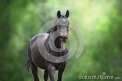 Horse close up portrait Stock Photo
