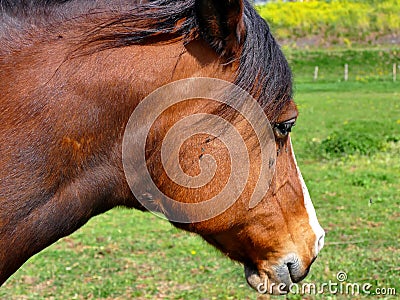 Horse close up profile picture, flies pestering Stock Photo