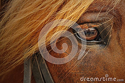 Horse closeup Stock Photo
