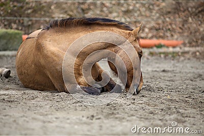 Horse with colic lay down and sleep outside Stock Photo