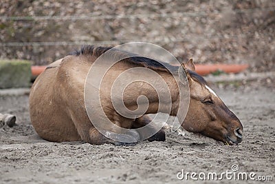 Horse with colic lay down and sleep outside Stock Photo