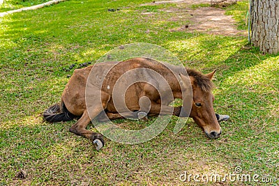 Horse with colic laying on side or sick and sleep Stock Photo