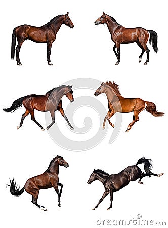 Horse collection Stock Photo