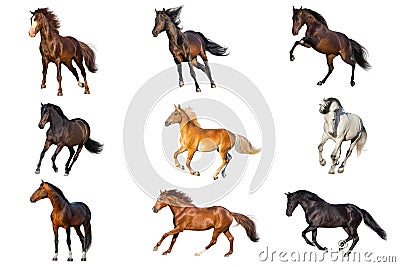 Horse collection isolated Stock Photo