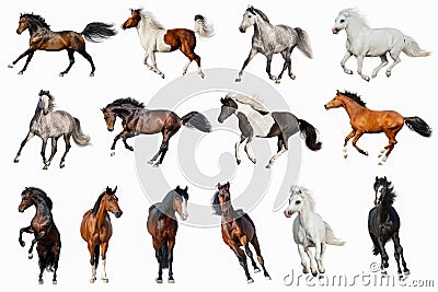 Horse collection isolated Stock Photo