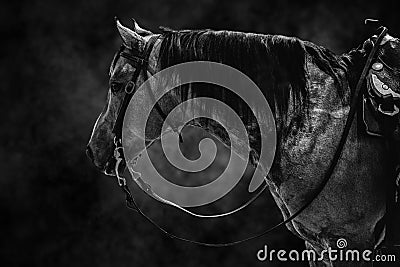 Horse competitor black white animal Stock Photo