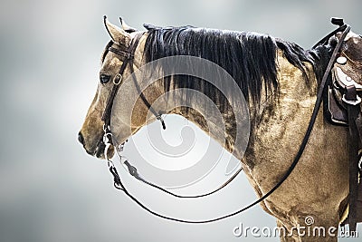 Horse competitor brown isolated animal sport background Stock Photo