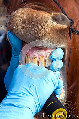 Horse dentistry Stock Photo