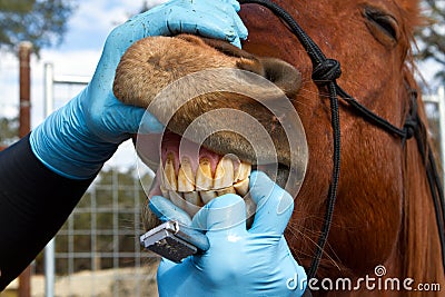 Horse dentistry Stock Photo