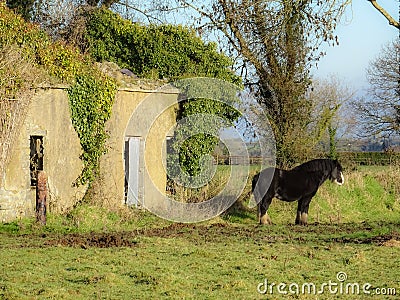 Horse by derrilict cottage Irish countryside Stock Photo