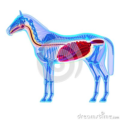 Horse Digestive System - Horse Equus Anatomy - isolated on white Stock Photo