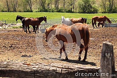 assorted horses on local farm, Sutton ma Stock Photo