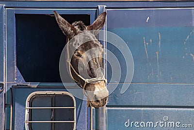 Horse or donkey with its head sticking out of a window in a dirty horse trailer Stock Photo