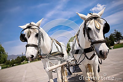 Horse drawn carriage Stock Photo