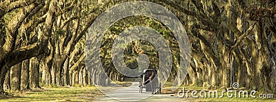 Horse drawn carriage on plantation Stock Photo