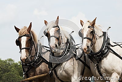 Horse-drawn farming demonstrations Stock Photo