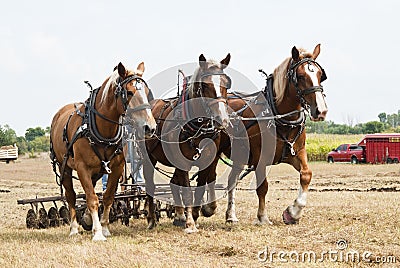 Horse-drawn farming demonstrations Stock Photo