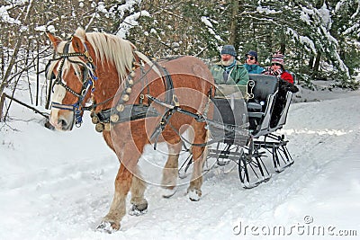 Horse drawn sleigh Editorial Stock Photo