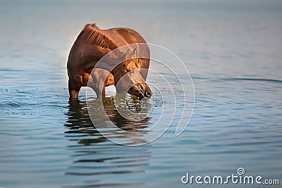 Horse drink in river Stock Photo