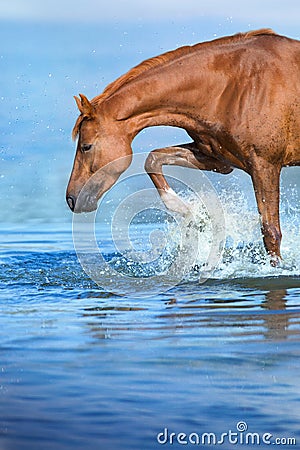 Horse drink in river Stock Photo