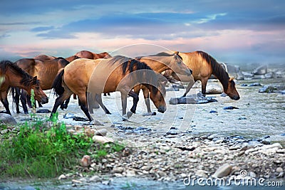 Horse drink water Stock Photo