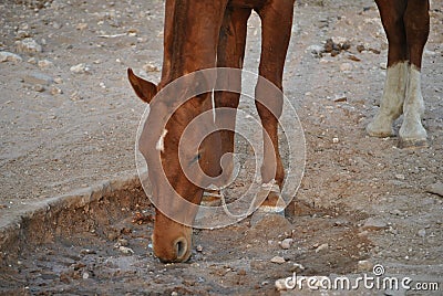 Horse drinking water Stock Photo