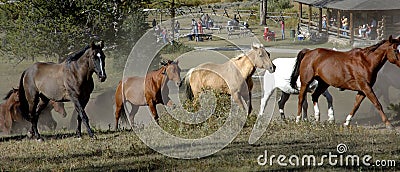 Horse Drive with Cookout in Background Stock Photo