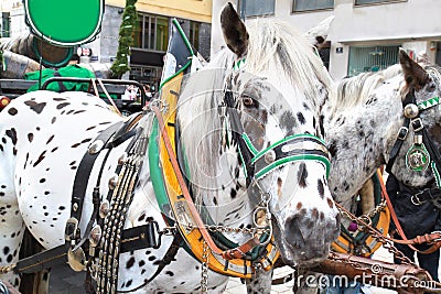 Horse-driven carriage at Hofburg palace, Vienna Stock Photo