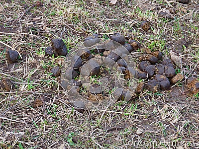 Horse dung Stock Photo