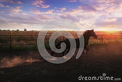 Horse in the dust Stock Photo