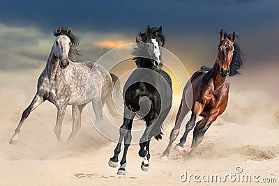 Horse in dust Stock Photo