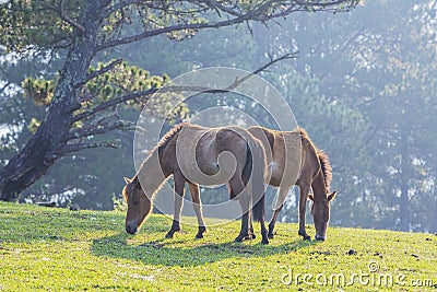 Horse Stock Photo