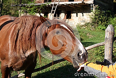 Horse eating Stock Photo